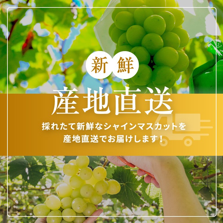 葡萄３種を一房づつお届けいたします。