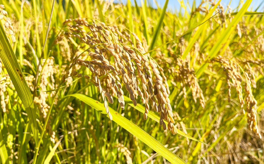 【令和7年産】 新米・精米 きぬむすめ2㎏&いちご詰合せ（約280g×2パック）
