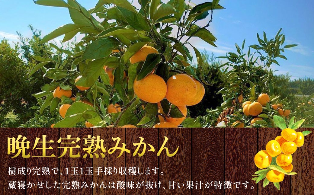 訳あり 晩生完熟みかん10kg ( ご自宅用 ) 