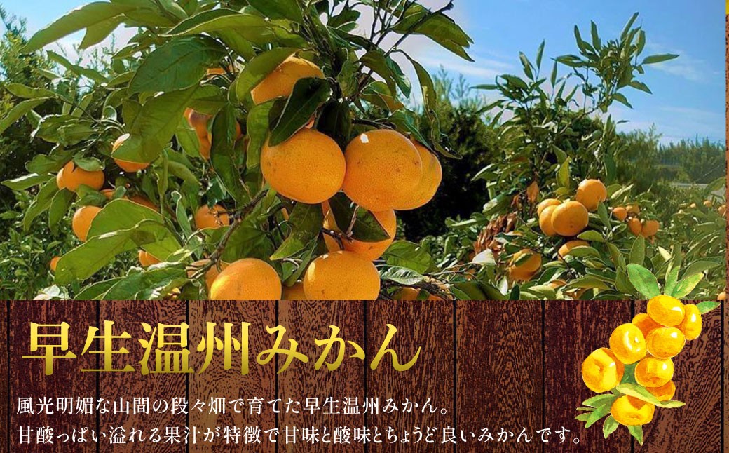 長崎県産 早生温州みかん 3S～Sサイズ 5kg 小みかん