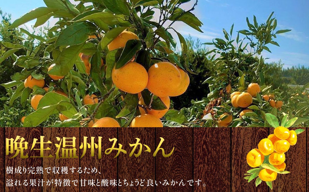 長崎県産 晩生温州みかん 3S～Sサイズ 5kg 小みかん