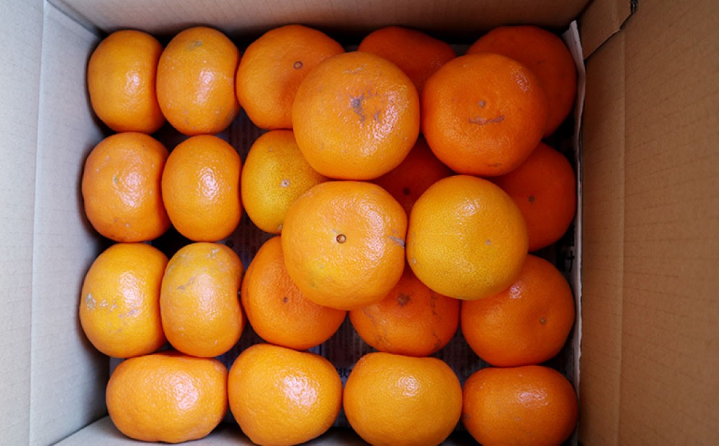 長崎県産 晩生温州みかん M～Lサイズ 5kg