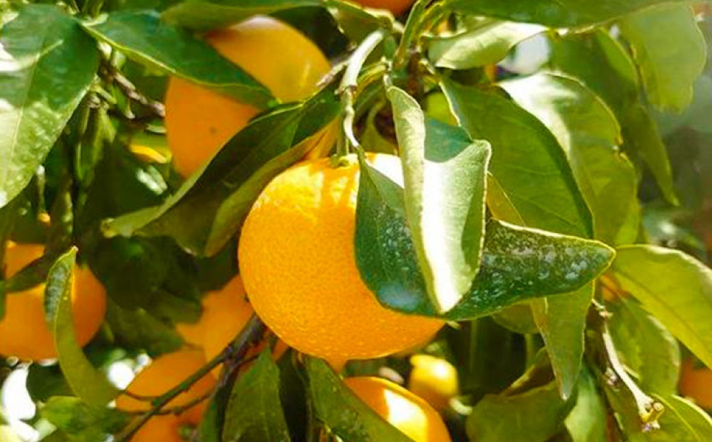 長崎県産 早生温州みかん 3S～Sサイズ 5kg 小みかん