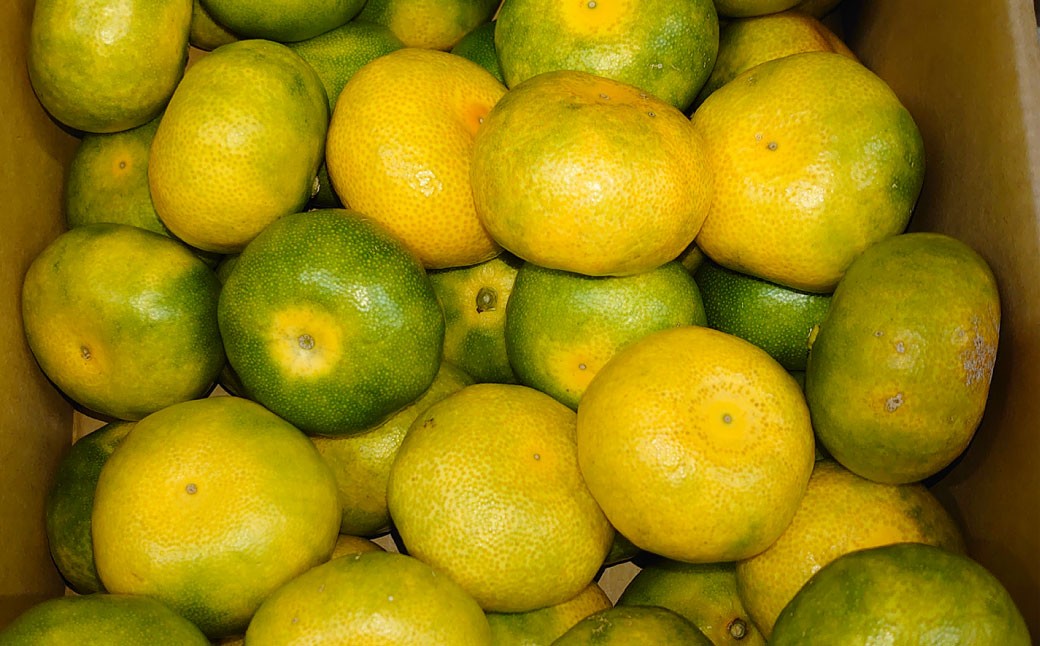 長崎県産 早生温州みかん 3S～Sサイズ 5kg 小みかん