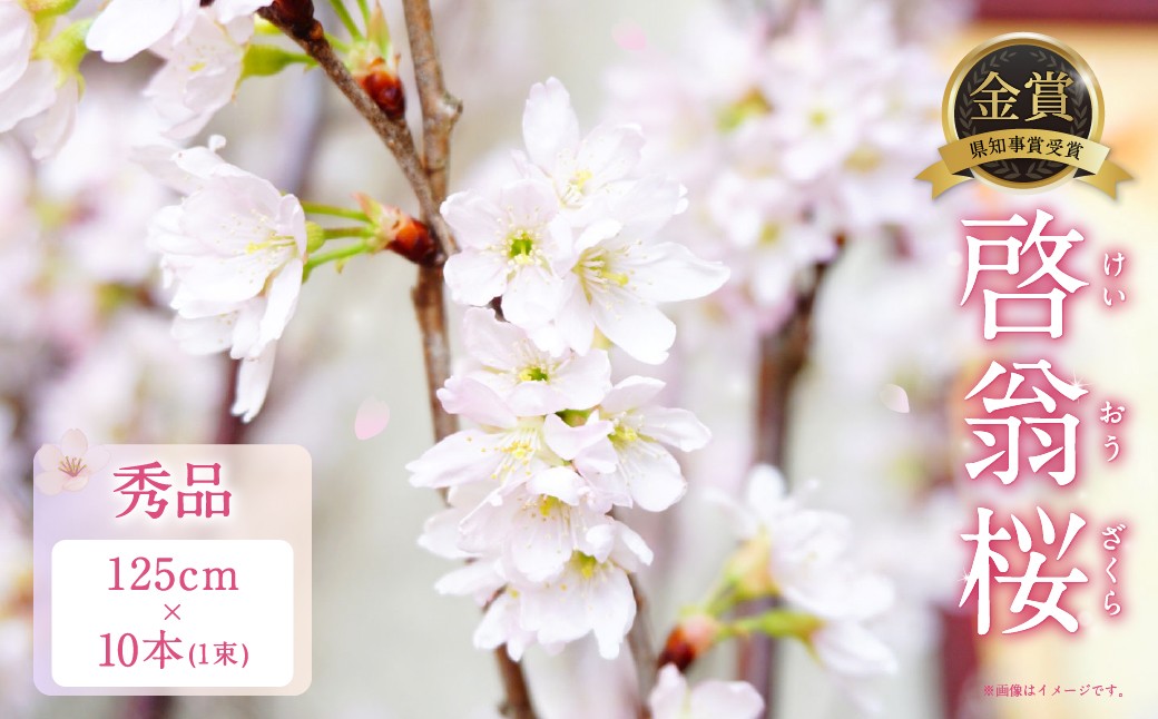 啓翁桜 秀品 10本 1束