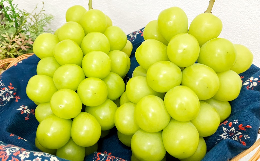 【訳あり】家庭用シャインマスカット 700g以上2房入り 1.4kg以上