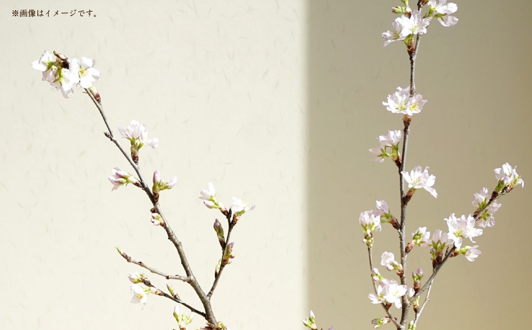 啓翁桜 秀品 10本 1束