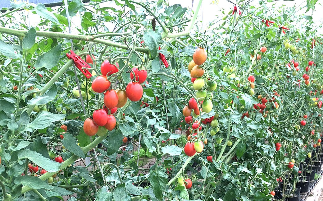 高糖度ミニトマト 約2kg