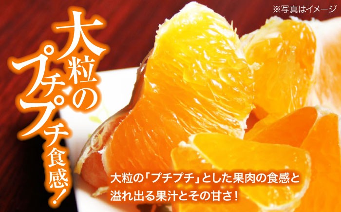 みかん ミカン 蜜柑 かんぺい 甘平 果物 くだもの フルーツ 愛媛県産 大洲市産 産地直送 おすすめ 人気