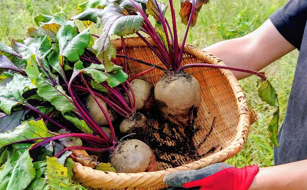 季節限定 ビーツ （レッドエース） 約2kg