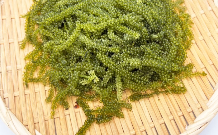 コロッケ 海ぶどうクリームコロッケ クリームコロッケ ころっけ 冷凍 揚げ物 惣菜 コロッケ 長浜 揚げるだけ 簡単 小分け