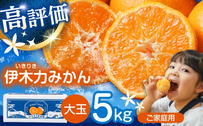 みかん ミカン 大玉 大きめ 蜜柑 柑橘 柑橘類 フルーツ ふるーつ 果物 くだもの 長崎県産 諫早産