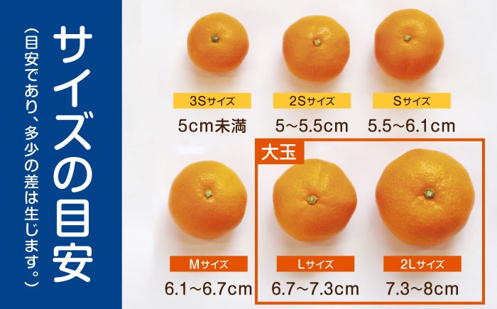 伊木力みかん 大玉 10kg みかん ミカン 蜜柑 柑橘 フルーツ 果物