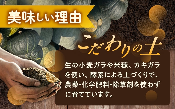 かぼちゃ カボチャ ダークホース とっておき　特濃こふき　北海道 足寄町 