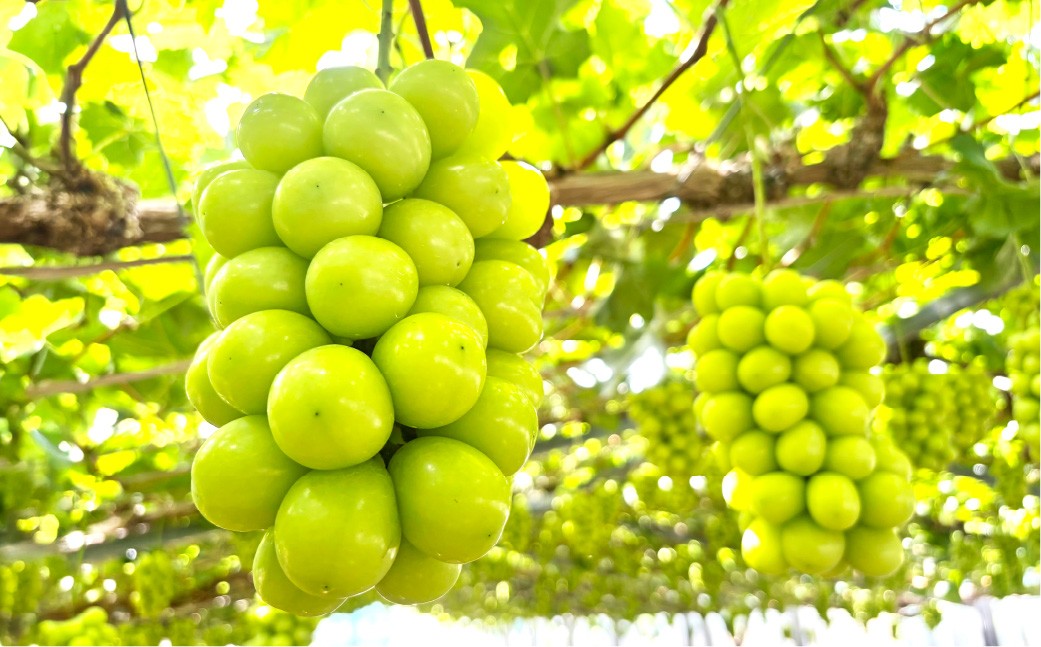 訳あり家庭用シャインマスカット