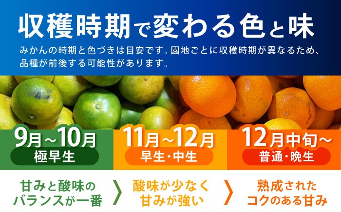 伊木力みかん 大玉 10kg みかん ミカン 蜜柑 柑橘 フルーツ 果物