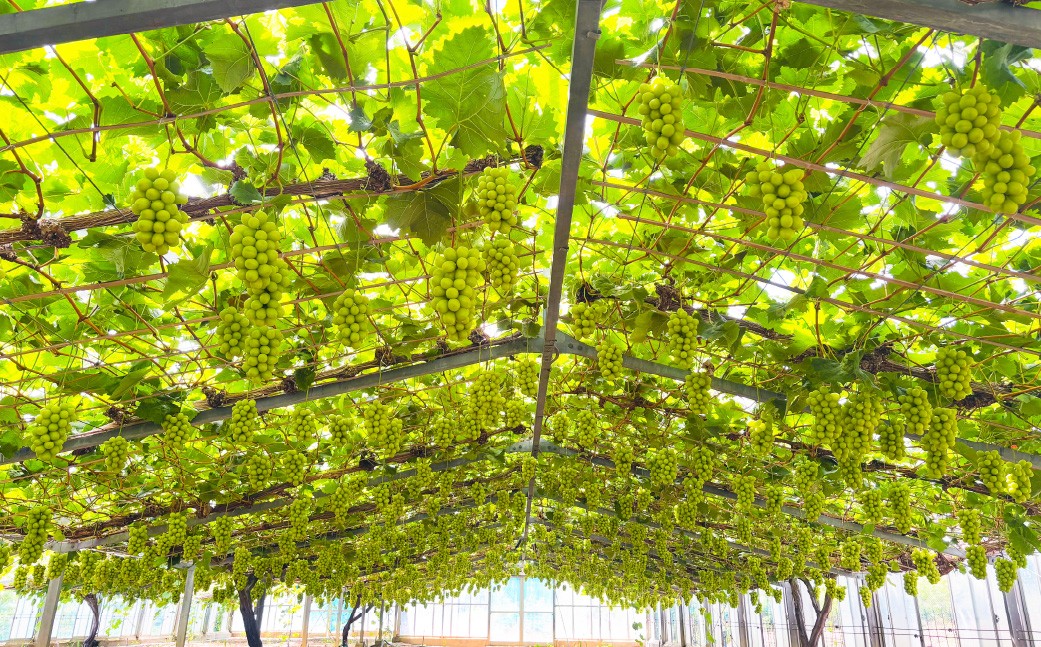 訳あり家庭用シャインマスカット