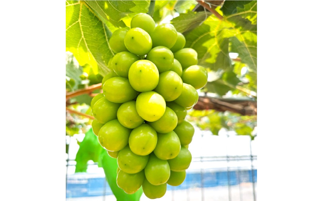 訳あり家庭用シャインマスカット摘み落とし