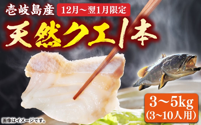 クエ くえ 鍋 丸もの 3枚おろし 刺身 1匹 