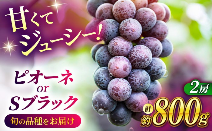 ピオーネ Sブラック 800g 2房 ブドウ 葡萄 国産 熊本県 山鹿 果物 くだもの フルーツ ぶどう ブランド 送料無料