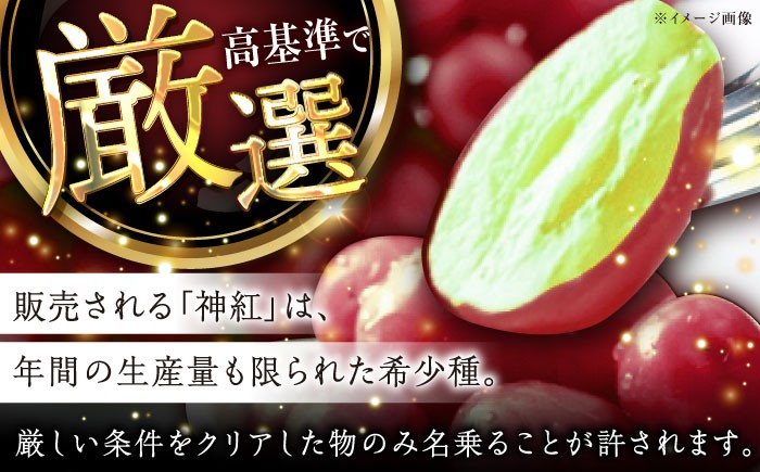 葡萄 ぶどう ブドウ 厳選 島根県産  フルーツ 人気 おすすめ 種なし 