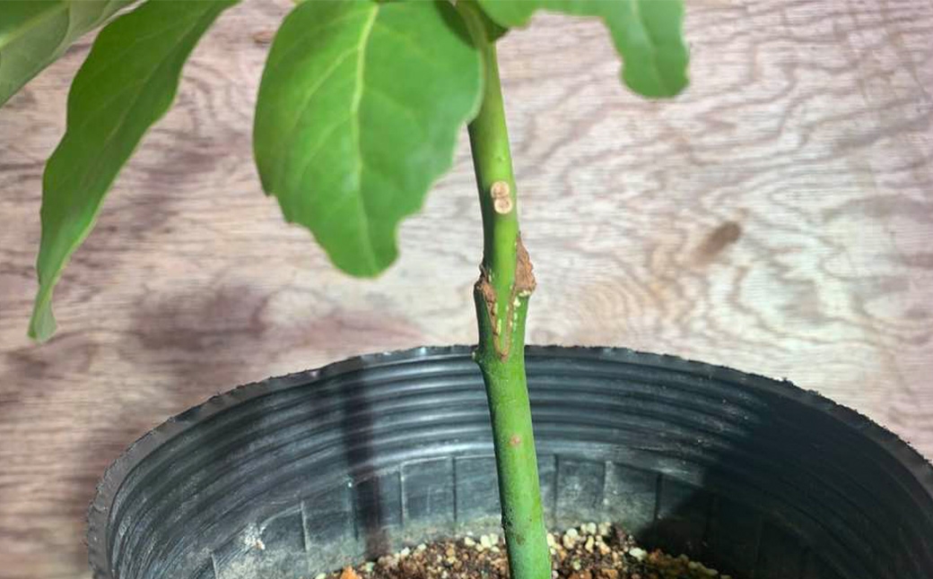 【数量限定】アボカド 苗木 Bタイプ