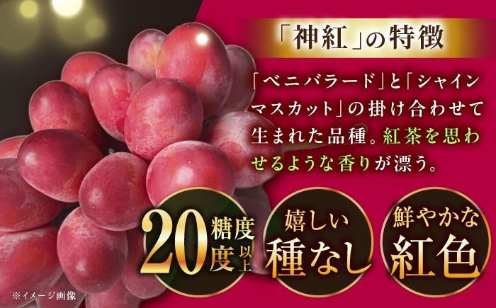 葡萄 ぶどう ブドウ 厳選 島根県産  フルーツ 人気 おすすめ 種なし 