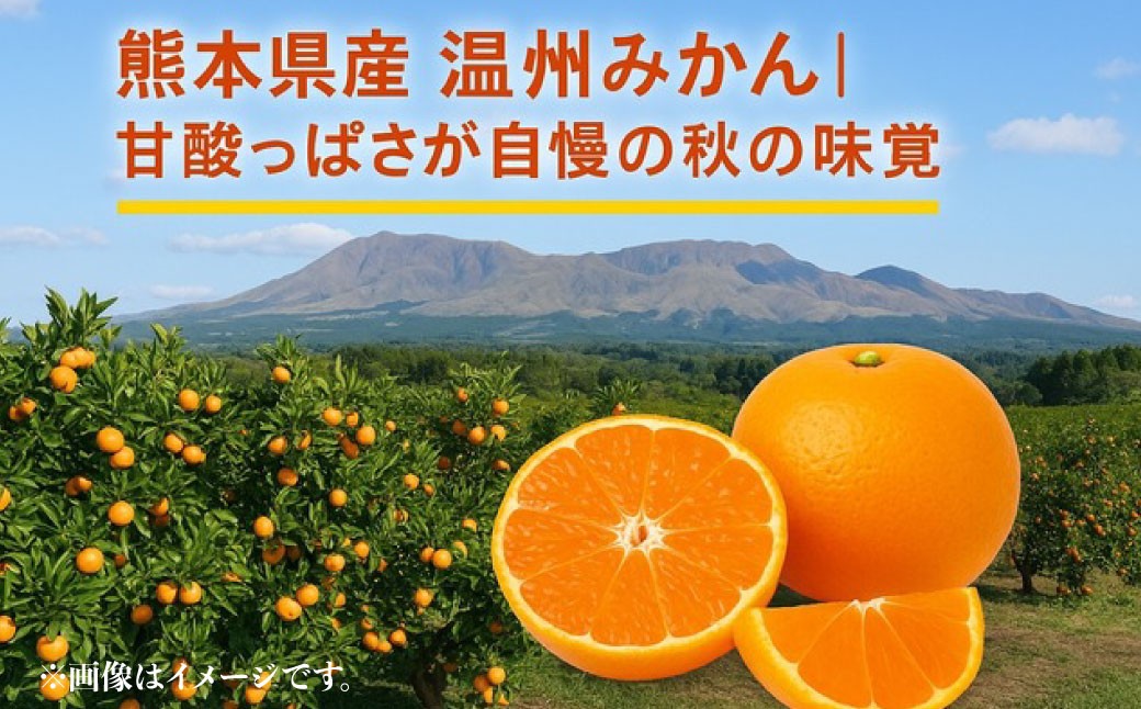 熊本県産温州みかん 5kg（30-35玉）