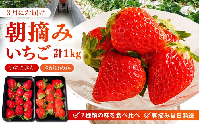 【全2回定期便】 旬のフルーツ定期便 （ みかん ・ いちご ）