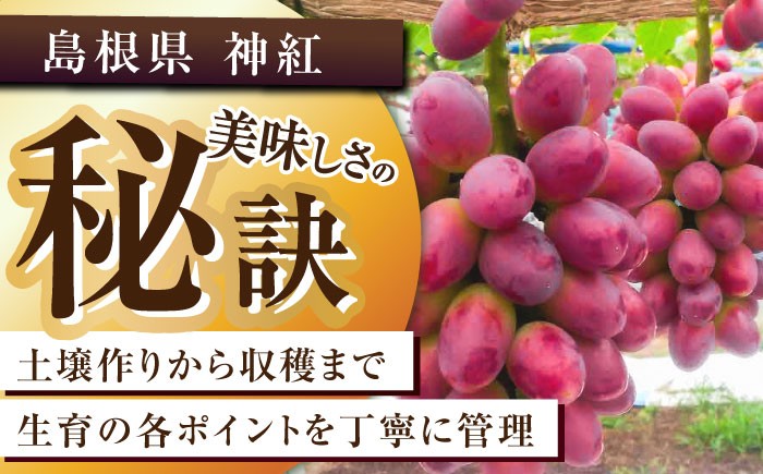 葡萄 ぶどう ブドウ 厳選 島根県産  フルーツ 人気 おすすめ 種なし 