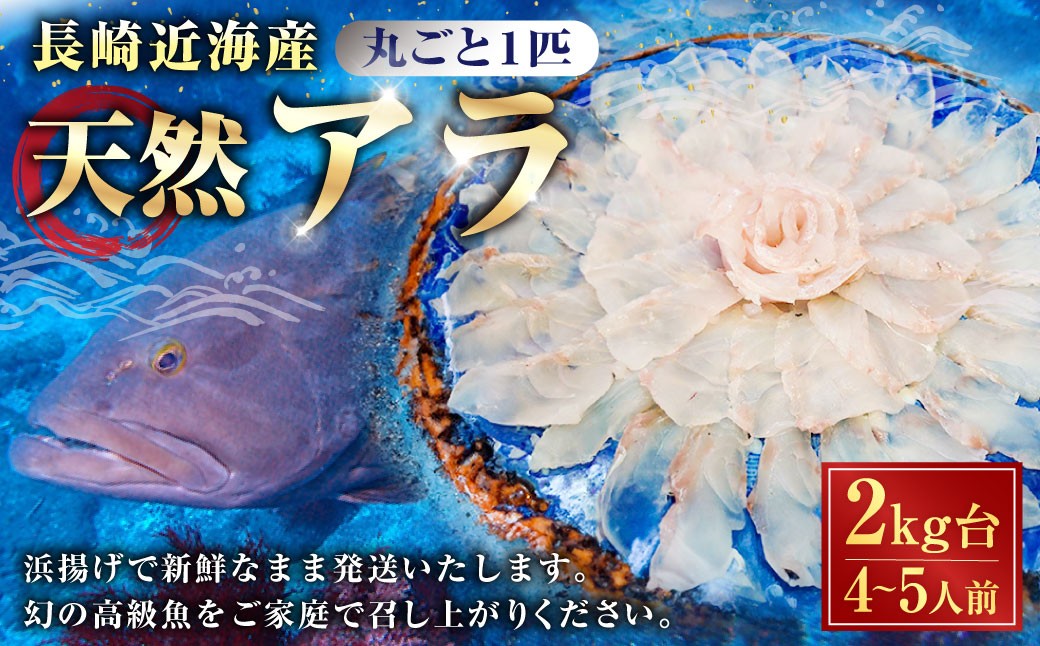 丸ごと1匹お届け！長崎近海 天然アラ (クエ) 2kg台 (2.2～2.8kg、4～5人前) 