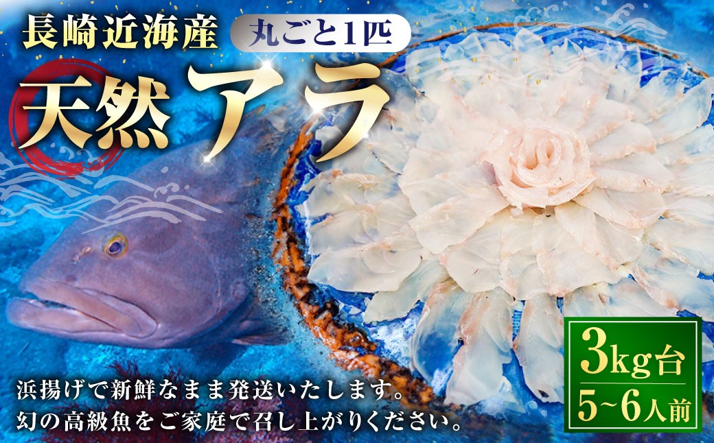 丸ごと1匹お届け！長崎近海 天然アラ (クエ) 3kg台 (3.2～3.8kg、5～6人前) 