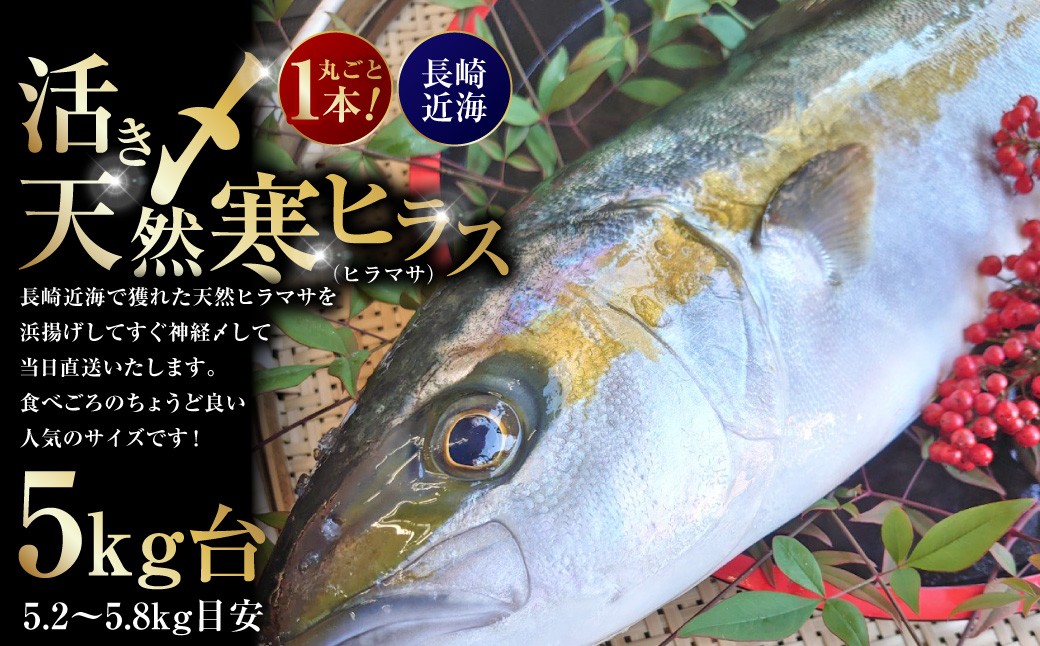 丸ごと1本！長崎近海 活き〆天然寒ヒラス (ヒラマサ) 5kg台 (5.2〜5.8kg) 