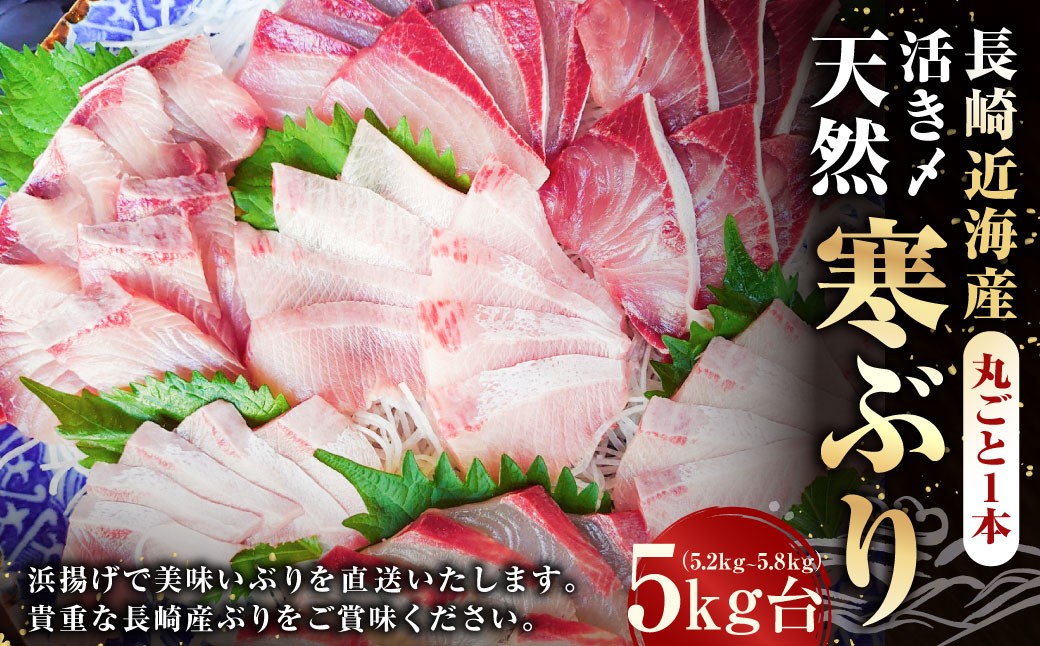 長崎近海 活き〆天然寒ぶり5kg台（5.2kg〜5.8kg）丸ごと1本！！ ／ 魚 海産物 魚介 鮮魚 海鮮 ブリ ぶり 鰤