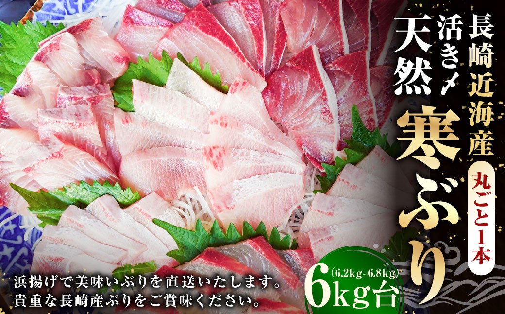 長崎近海 活き〆天然寒ぶり6kg台 (6.2kg〜6.8kg) 丸ごと1本！！