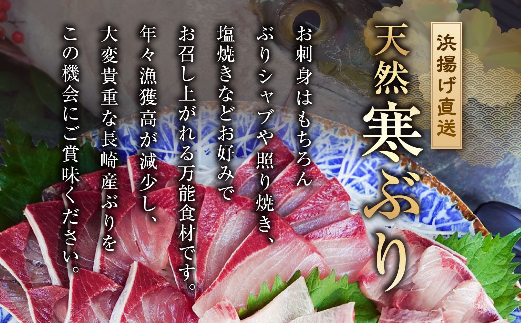 長崎近海 活き〆天然寒ぶり8kg台 (8.2kg〜8.8kg) 丸ごと1本！！