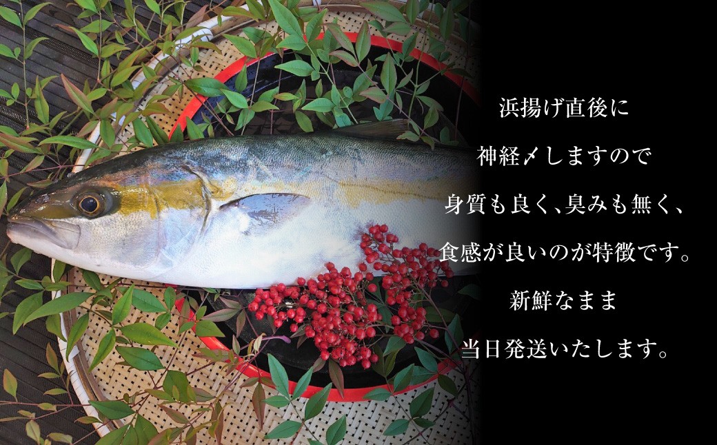 丸ごと1本！長崎近海 活き〆天然寒ヒラス (ヒラマサ) 5kg台 (5.2〜5.8kg) 