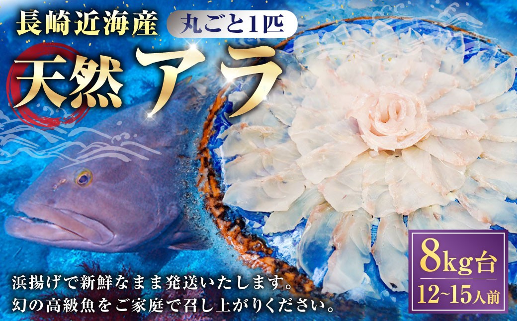 丸ごと1匹お届け！長崎近海 天然アラ (クエ) 8kg台 (8.2〜8.8kg、12〜15人前) 