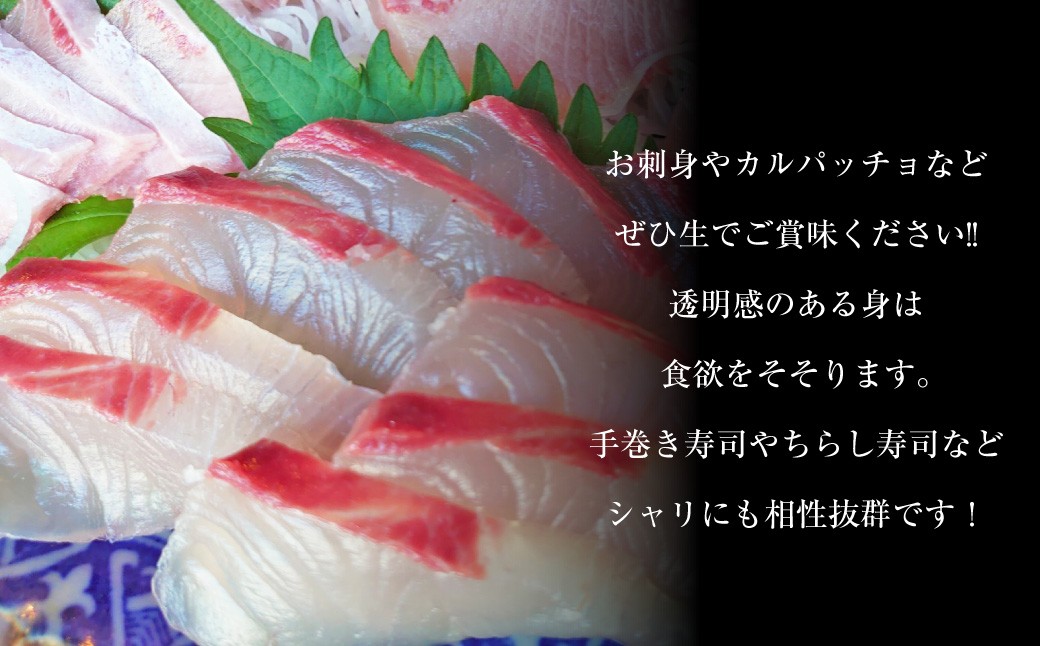 丸ごと1本！長崎近海 活き〆天然寒ヒラス (ヒラマサ) 5kg台 (5.2〜5.8kg) 