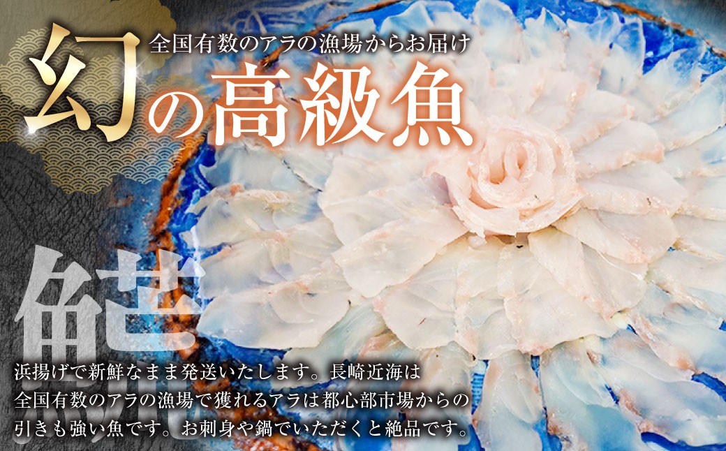 丸ごと1匹お届け！長崎近海 天然アラ (クエ) 3kg台 (3.2～3.8kg、5～6人前) 