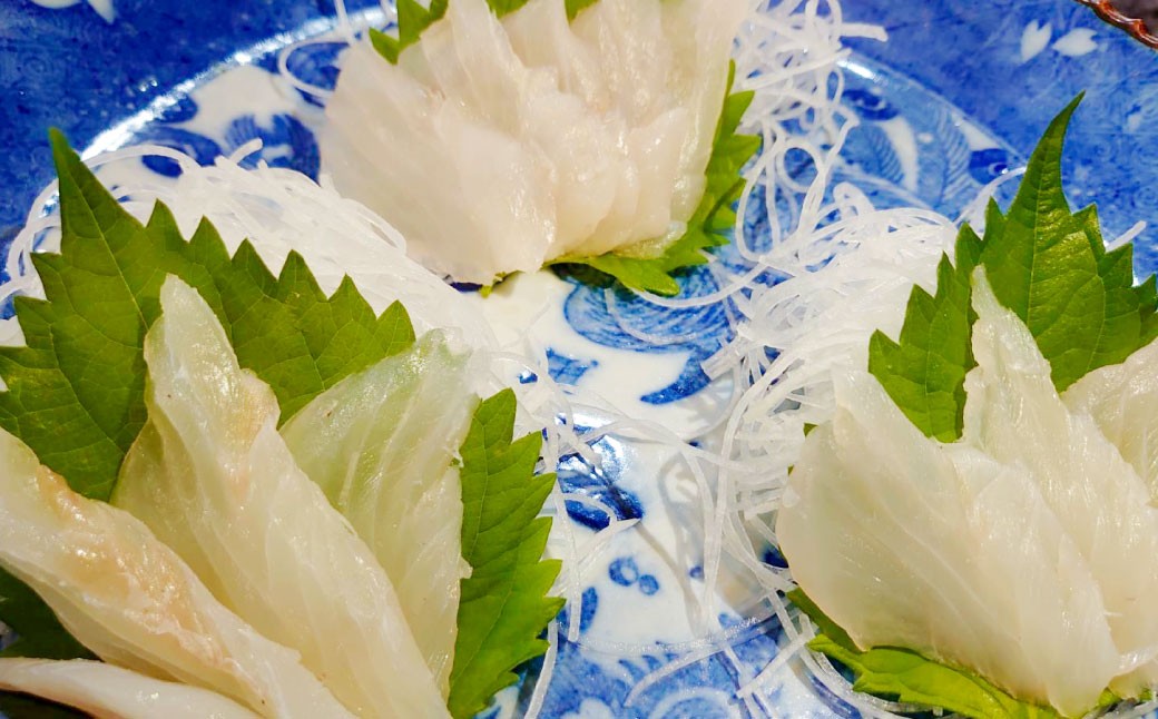 丸ごと1匹お届け！長崎近海 天然アラ (クエ) 8kg台 (8.2〜8.8kg、12〜15人前) 