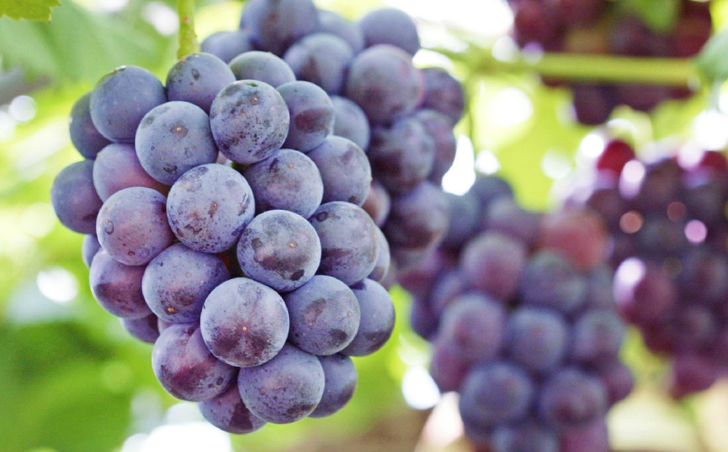 岡山県産 ニューピオーネ4房（1房480g以上） 約2kg