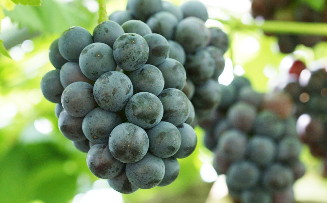 詰合 ／ 白桃（1玉220g以上）2玉・ニューピオーネ（1房480g以上）2房 化粧箱入り