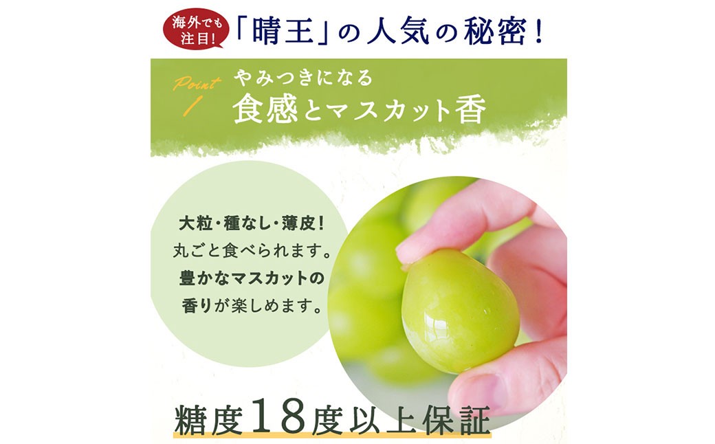 シャインマスカット晴王2房（1房480g以上）化粧箱入り