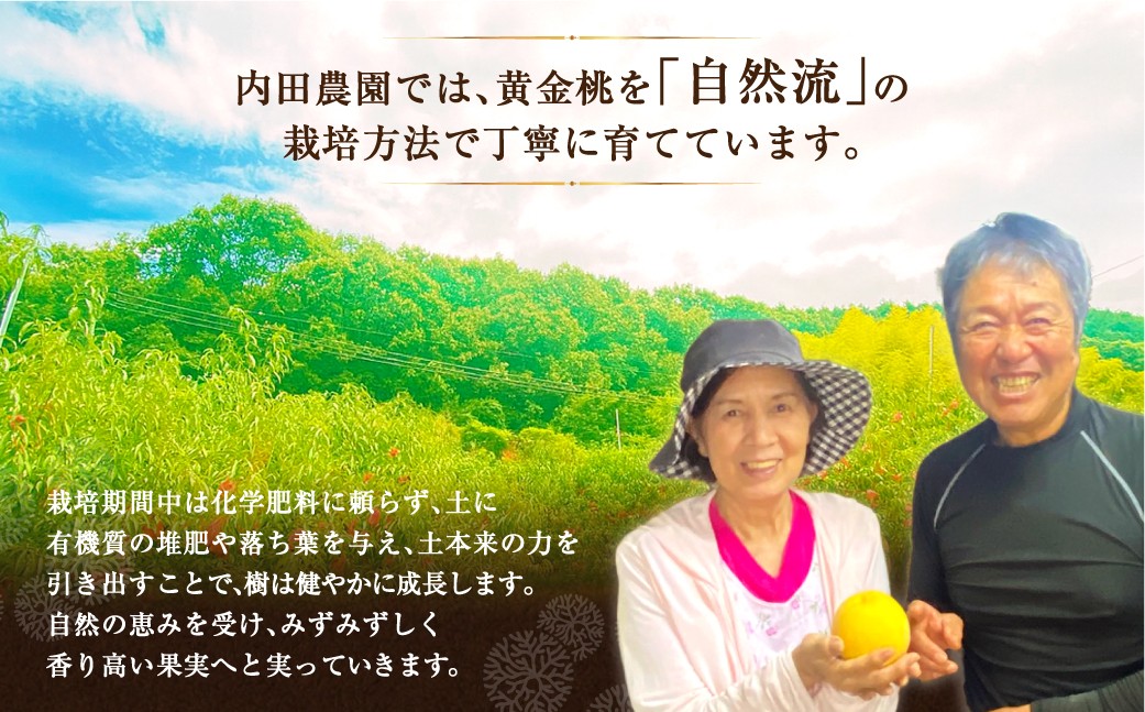 岡山県産 黄色い桃 匠の黄金桃 約4kg箱 10～15玉