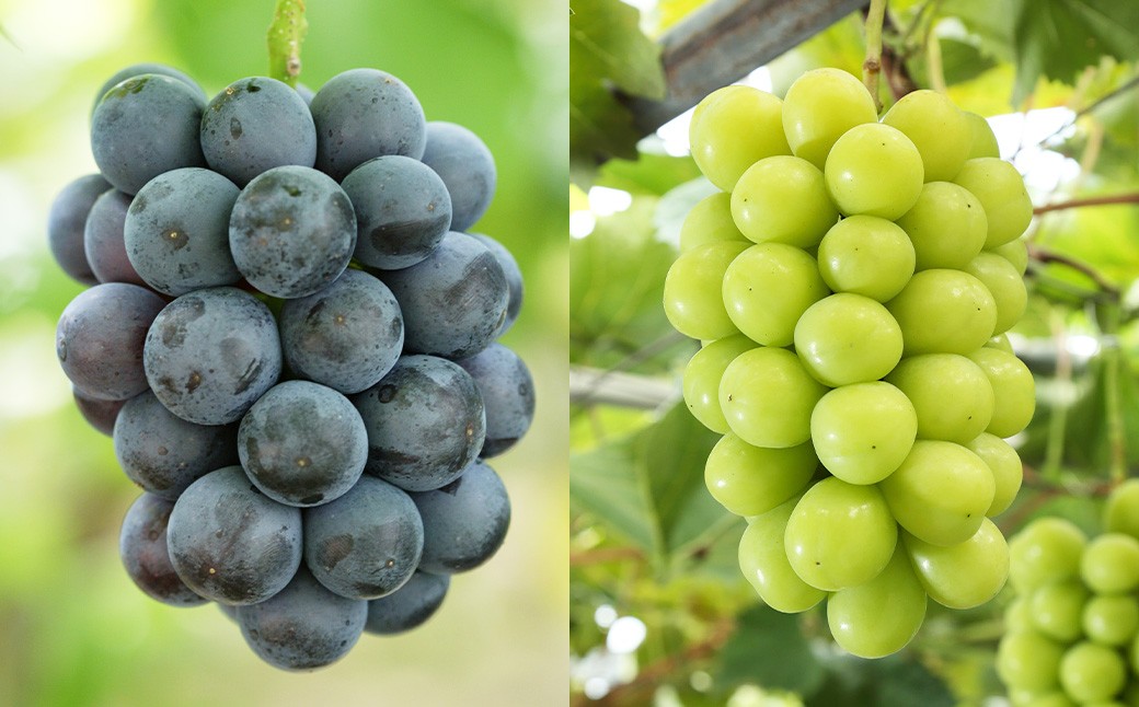 【3回定期便】岡山県産 フルーツ定期便コース（白桃・ニューピオーネ・晴王）