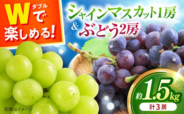 ぶどう マスカット ブドウ フルーツ デザート 産地直送 旬 新鮮 ますかっと