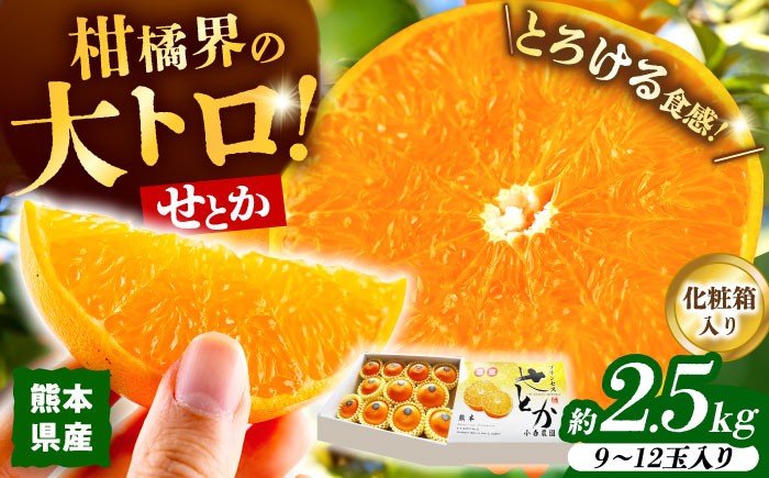 せとか みかん 約2.5kg 果物 化粧箱入り フルーツ ミカン 蜜柑 柑橘 かんきつ くだもの 旬 ギフト