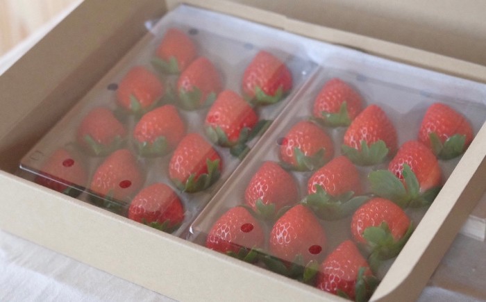 B25-087 【希少品種・鳥取県限定ブランド】とっておき苺（約500g）