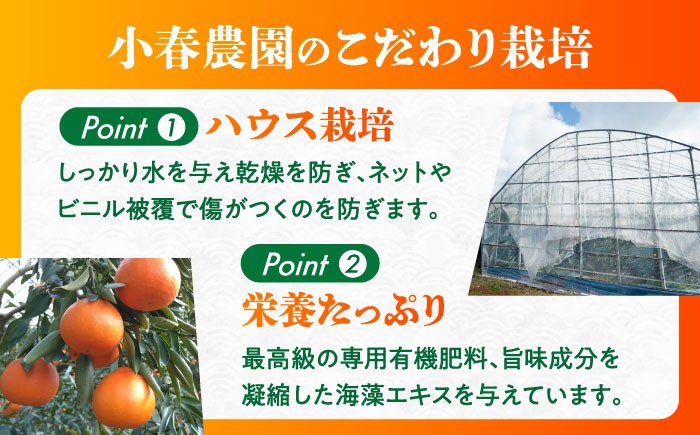 せとか みかん 約2.5kg 果物 化粧箱入り フルーツ ミカン 蜜柑 柑橘 かんきつ くだもの 旬 ギフト